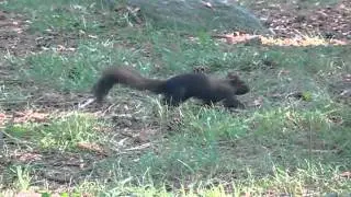 Squirrels at High Park Toronto Canada