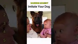Dogs being idiots part 326 😂| Funny dogs compilation #funnydog #funnypet #cutedog #dog #dogsworld