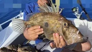 Deep Sea Fishing Beginners Offshore Malta  San Martin  Pesce San Pietro John Dory &chi;&rho;&iota;&sigma;&tau;ό&psi;&alpha;&rho;&omicron; ジョンドリー
