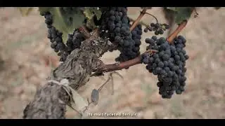 Ch&acirc;teau L&eacute;oville Poyferr&eacute; 2020 : to the origin !