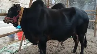 Premium Black Desi Bull 🐃 | Luxury Gorur Hat Cow in Bangladesh | Qurbani Special 2026