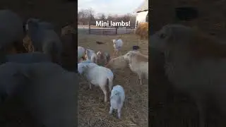 mini lambs running around the sheep yard #cute #animals #farming