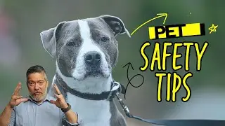 What To Do With Pets During Home Showings | Home Selling Tips