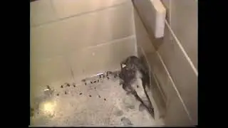 Byberry Mental Hospital: A walk through (Circa 1996)