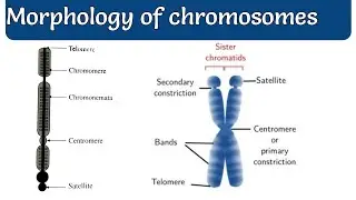 Morphology of chromosomes |structure of chromosome|chromosomes structure |#chromosomestructure
