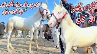 Horse Market Rates Update | Aminpur Bangla Mandi Faisalabad | Horse For Sale In Pakistan 2026