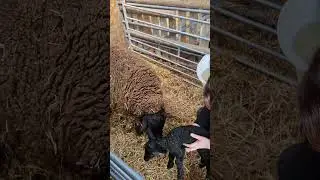 New lamb arrival! #Smallholding #lambs #newborn #happy #happyfarmanimals