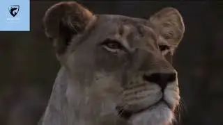 THE LAND OF THE WHITE LIONESS - DOCUMENTARY ANIMAL 2022 HD