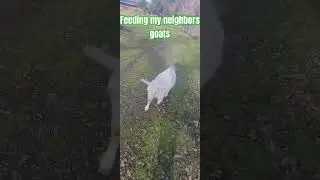 Favorite goatwatcher #goat