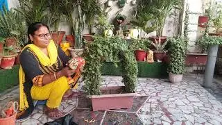 Jade plant ki cutting aur bhagwan ke kapde se camel diy topiary bnayen #maacreativekitchengarden