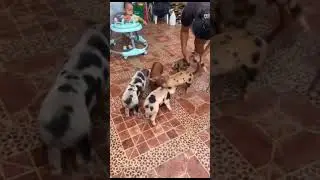 Living in the countryside in the Philippines  Five Little Piglets #piglet #piglets #piggy