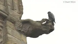 2026 01 26 Tiercel JA from France, St-Amand-Les-Eaux