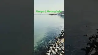 New season of bigeye scad (matang baka) is about to start | end of season for milkfish