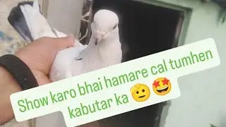 Show karo bhai hamare cal tumhen kabutar ka 🫡#kabootrisippygill #pigeon #kabootarba #kabutar 