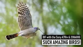 Photographing the Amazing Sparrowhawk in flight | Wildlife Photography Vlog