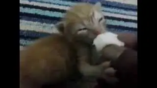 ORPHAN KITTEN RESCUED:2