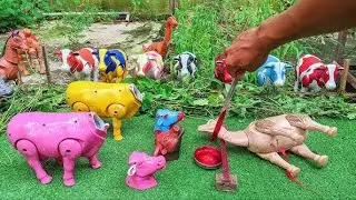 Wadidau Proses Potong Sapi Kurban, simulasi potong sapi qurban idul Adha