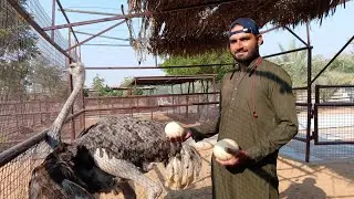 Ostrich Ny Etny Andy Dy Diy 😱 || Big Birds || Animals Videos