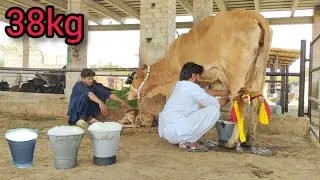 Jersey cow sale in Punjab today | jersey cow for sale in Pakistan | jersey cow for sale |April 19