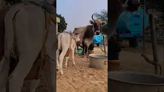 Meri Gaiya ❤️❤️/#shorts #cowshorts #cow #cowvideos #animalontheway #funny #cute #maa #animals #aww
