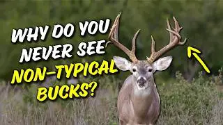 The surprising reason bucks develop non-typical antlers