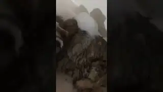 Furry Bliss: Rescued Trio Celebrates with a Foam Fiesta!