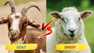 GOAT vs SHEEP: What&rsquo;s the REAL Difference? 🐑🐐