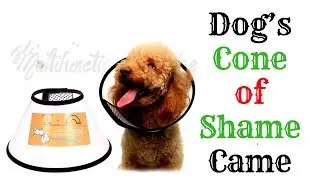 Dog&rsquo;s Cone of Shame Came 2019