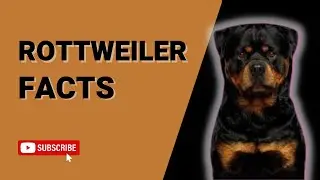 *ROTTWEILER* Amazing Facts and stunning footage. partner.canva.com/zaWAxm