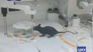 Rats in Lahore Govt-Run Hospitals