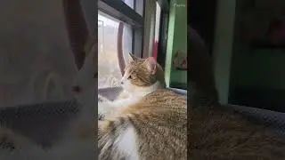 &ldquo;The National Express&rdquo; by The Divine Comedy . Yes, it&rsquo;s a real song. Yes, it&rsquo;s being sung to a cat.