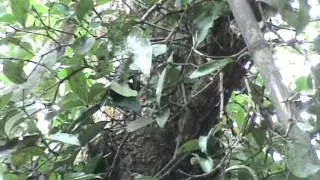 Loranthus Plant (Ithikanni)