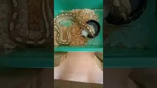 WARNING LIVE FEEDING!! (LUNA)