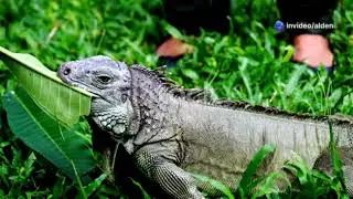 #Iguana care guide