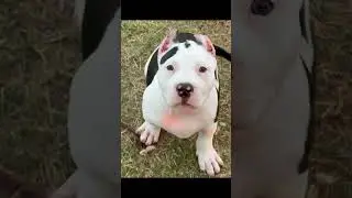 Help Name This American Bully Puppy #dogs #cuteanimal #puppy  #trending  #viral