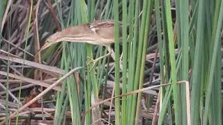 Yellow Bittern