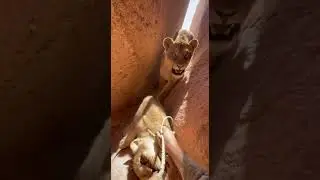 Hands loosen a rope snare inside a rocky crevice