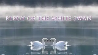 Elegy of the White Swan: A Meditation on Grace, Creation, and Quiet Strength