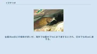 イタチウオ