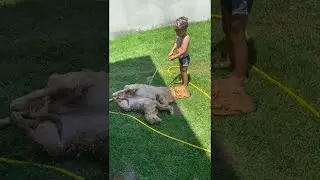 Kid Hoses off Golden Retriever Puppies on Hot Day || ViralHog