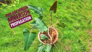 Propagating Philodendron Red Anderson & Sharing Care and Tips