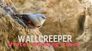 Wallcreeper | Winter birding tours in Spain | Best bird watching