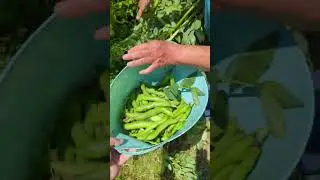 fava bean harvesting
