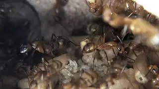 Camponotus conspicuus inaequalis