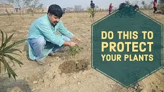 How to protect plants from direct sun