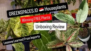 GreenspacesID Unboxing Video Review Experience on Receiving Free Plants from Overseas Plant Haul