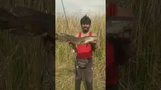 piscifun alijoz se pehla sikar sneak hed