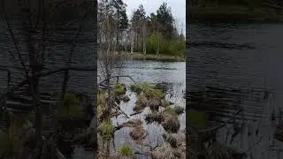 На болоте...