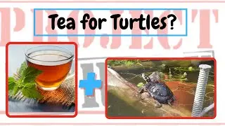 Spotted Turtle and Tea?! (Spotted turtle enclosure)