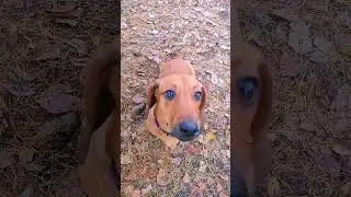 надо больше! 🥹👍🏼 #cat #dog #pets #live #life #жизнь #rils #love #юмор #прикол #humor #funny